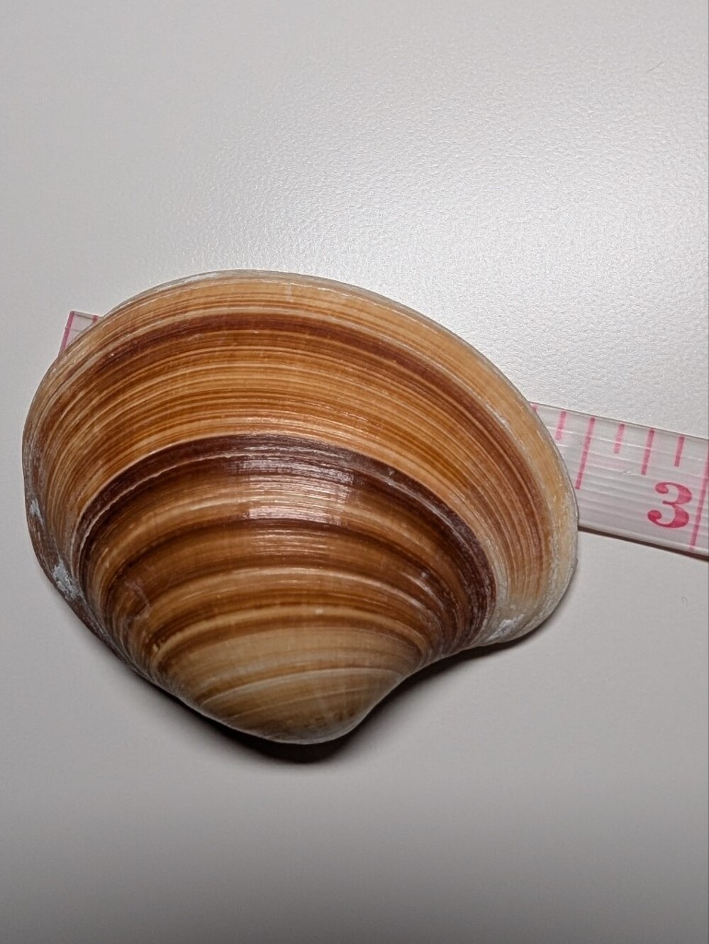 Decorative Seashells - Picture 3 of 5